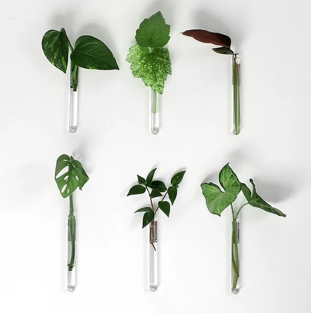 mageneetbloempje reageerbuis magneet