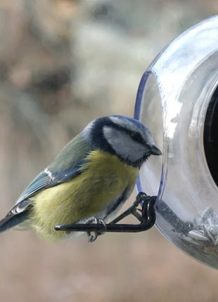 born in sweden birdfeeder vogel voederhuisje raam