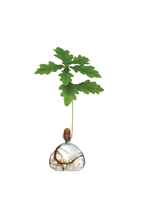 Ilex Sudio Acorn eikel glazen kiempot - helder