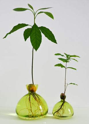 Ilex Sudio Acorn eikel glazen kiempot - gras groen