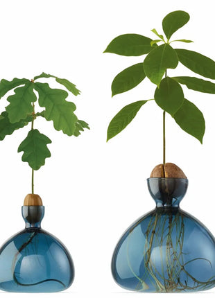 Ilex Sudio Acorn eikel glazen kiempot - blue jay