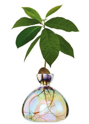 Ilex Sudio Avocado glazen kiempot - cosmic astra