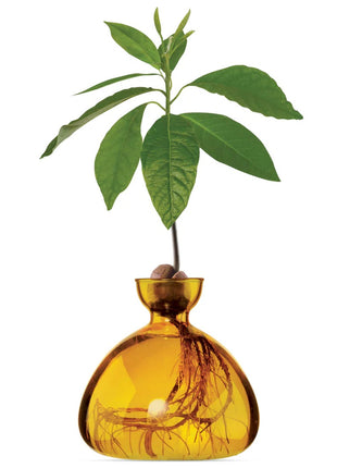 Ilex Sudio Avocado glazen kiempot - mellow yellow
