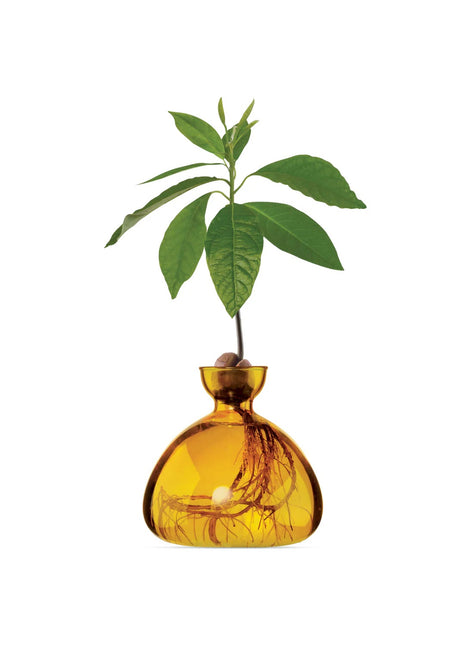 Ilex Sudio Avocado glazen kiempot - mellow yellow