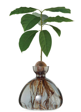 Ilex Sudio Avocado glazen kiempot - smoke grey