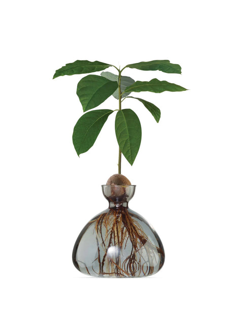 Ilex Sudio Avocado glazen kiempot - smoke grey