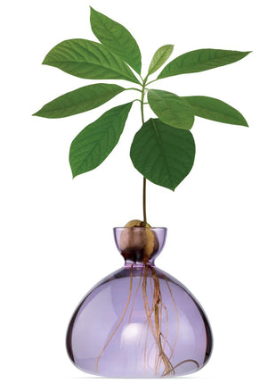Ilex Sudio Avocado glazen kiempot - spring lila