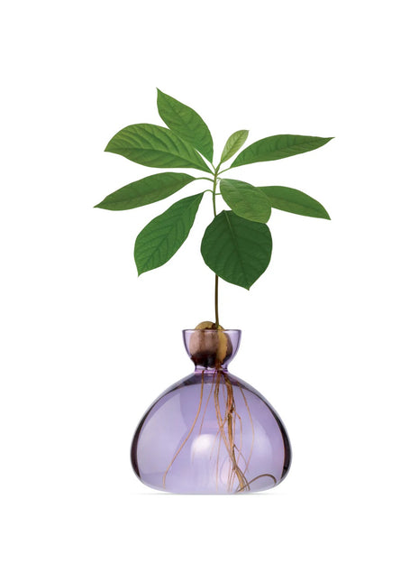 Ilex Sudio Avocado glazen kiempot - spring lila