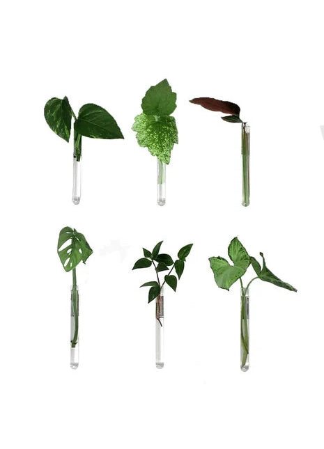 Muurbloempjes - magneet muurvaasje helder glas 6 ST