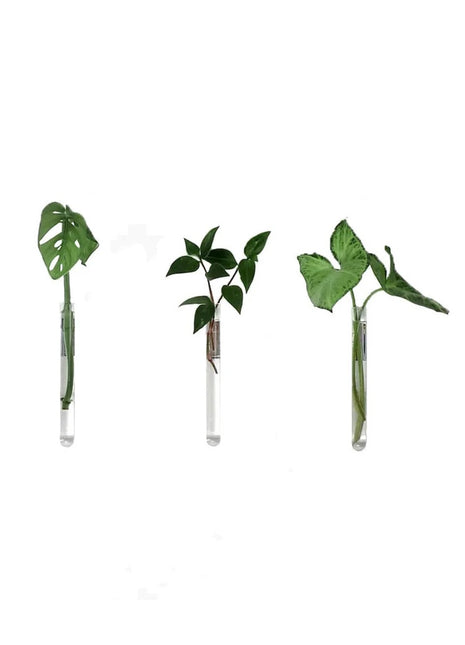 muurbloempjes muurbloempje reageerbuis glas magneet helder