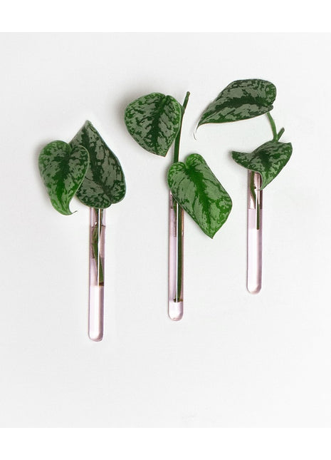 muurbloempjes muurvaasje reageerbuis magneet roze glas 3