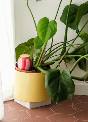 Pepin Olla hydraterende kegel roze rood gestreept