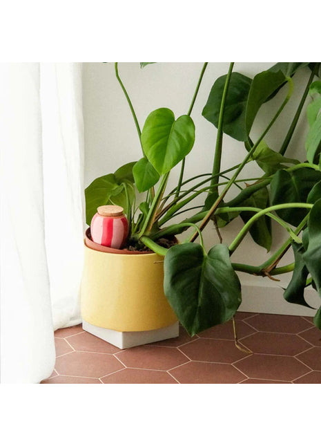 Pepin Olla hydraterende kegel roze rood gestreept