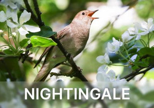 Relaxound Satellite Classic Nightingale - Nachtegaal