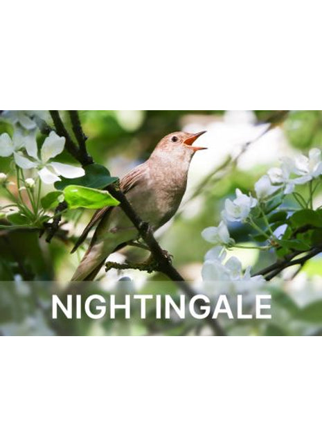 Relaxound Satellite Eiken Nightingale - Nachtegaal