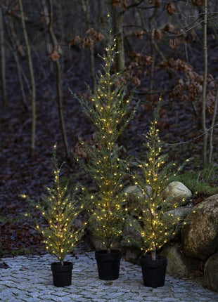 Sirius Milas Cedar boom kerst